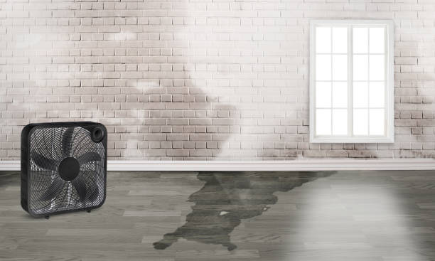 Best Professional water damage repair  in Altadena, CA